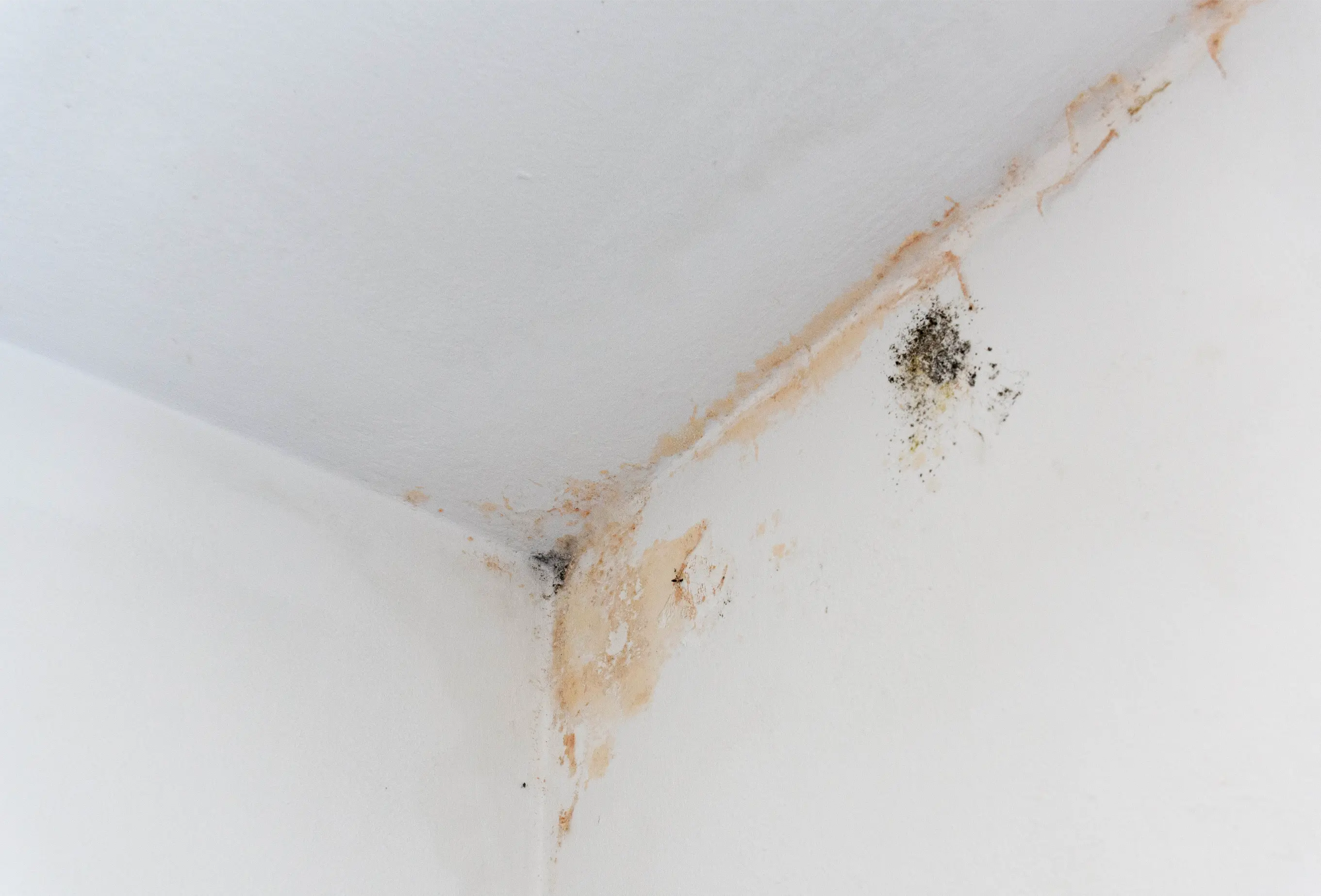 A brown damp stain and black mould spotting in the corner of a ceiling and wall