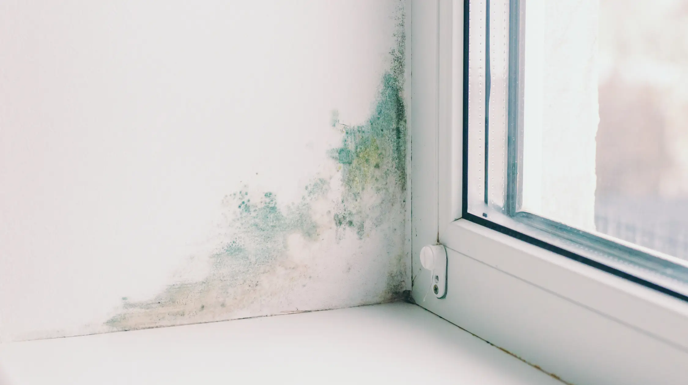 Mould growth spreading across a wall in the corner beside a condensation covered window