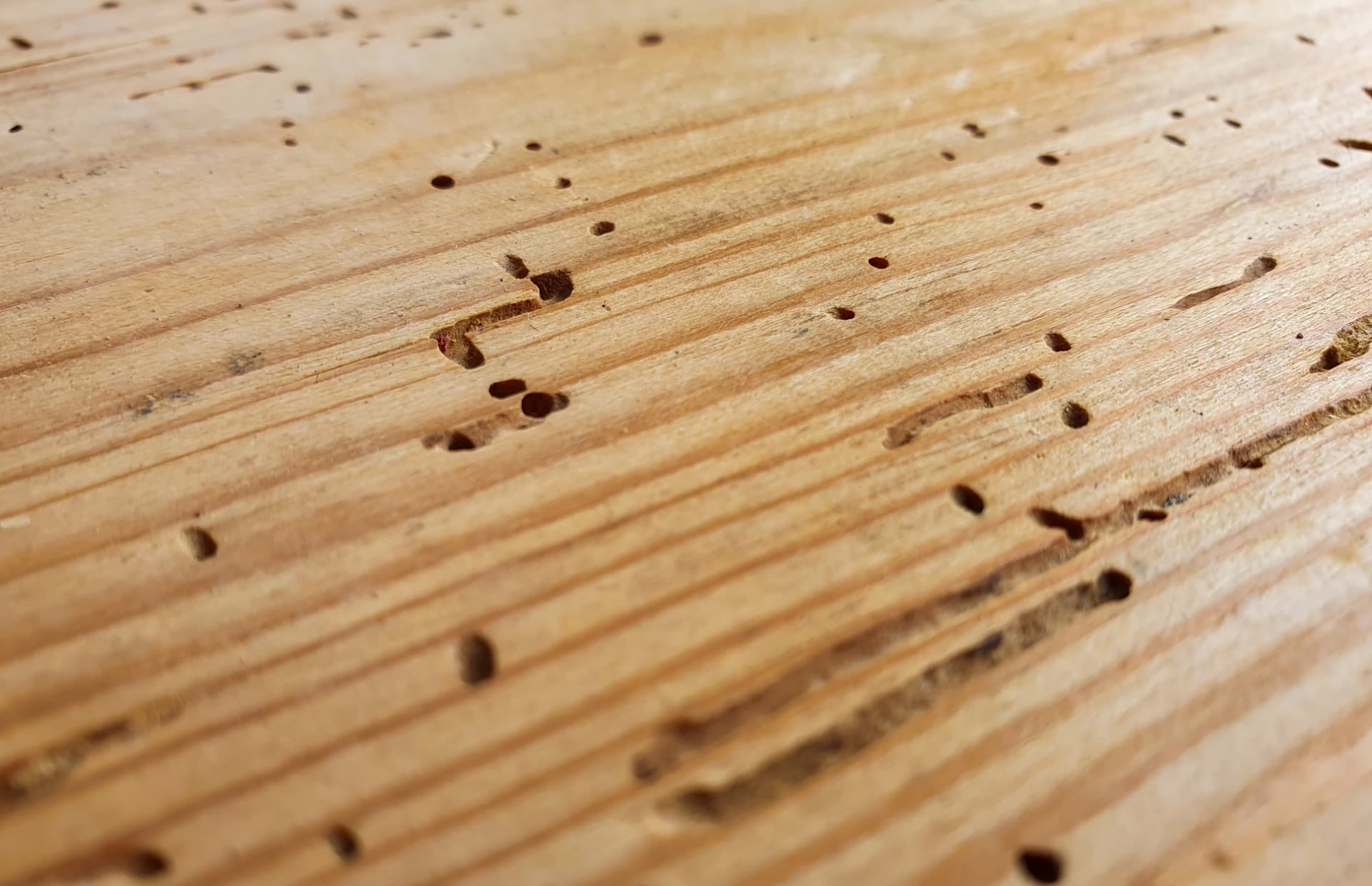 Timber surface pitted with small round woodworm exit holes and grooves